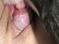 Erected dog dick banging hard the wet pussy of petite babe